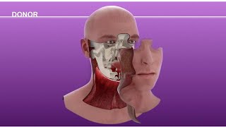 Homo neanderthalensis  3D forensic facial reconstruction [upl. by Hess]