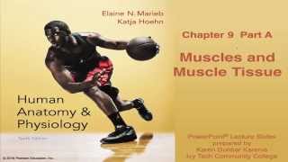 Anatomy amp Physiology Chapter 9 Part A Lecture  Muscles and Muscle Tissue [upl. by Chak222]