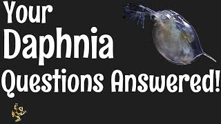 Daphnia Questions Answered [upl. by Nellad275]