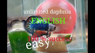 daphnia moina culture Easy way Unlimited production English  with sub Green water Chlorella [upl. by Deraj160]