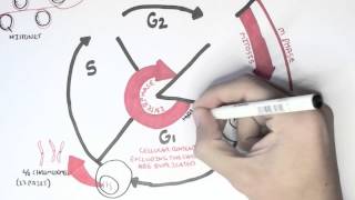 Cell Cycle Overview Interphase [upl. by Marrin]