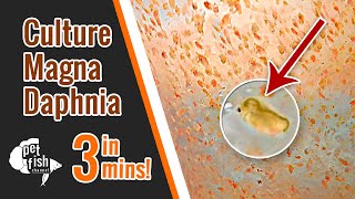 How to culture DAPHNIA MAGNA  The easy way [upl. by Walt66]