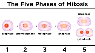 Mitosis How One Cell Becomes Two [upl. by Erika]