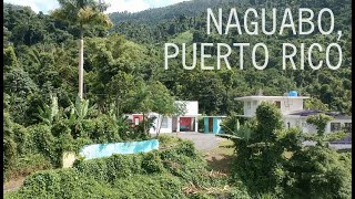 NAGUABO PUERTO RICO  jungle house  swim swing climb  Pekbnb [upl. by Roselin]