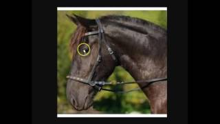 Explaining amp Understanding Bitless Bridles Hackamores Rope Halters amp Benefits For The Horse [upl. by Calista798]