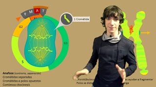 Mitosis Paso a Paso [upl. by Bury]