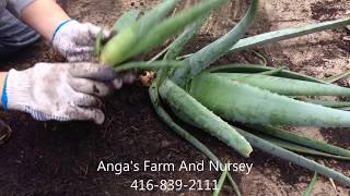 How to plant Aloe Vera [upl. by Karel350]