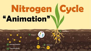 NITROGEN CYCLE  Biology Animation [upl. by Poppas]