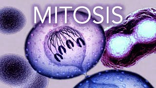 MITOSIS  MADE SUPER EASY  ANIMATION [upl. by Christian74]