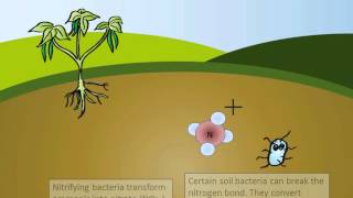 The Nitrogen Cycle [upl. by Zavras]