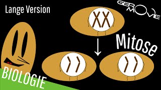 ► Mitose  verständlich erklärt  Lange Version [upl. by Koblick]