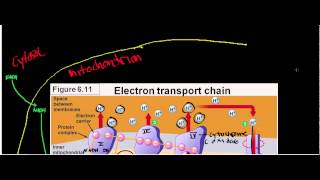 NEW LLactate Dehydrogenase Physiology Biochemisty and Mechanism [upl. by Kosak273]