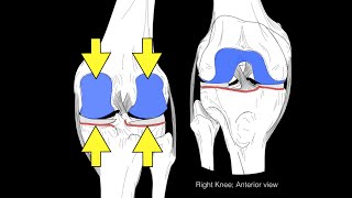 Knee joint structure and actions [upl. by Loriner]