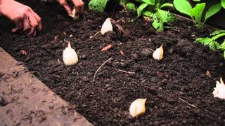 How to plant garlic [upl. by Dyann231]