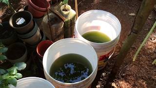 How to grow Green Water Algae [upl. by Ernest]