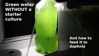 Green Water WITHOUT a Starter Culture  From Scratch  How To [upl. by Chelsey]