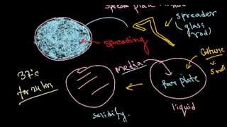 Bacterial culture [upl. by Ecirtap562]