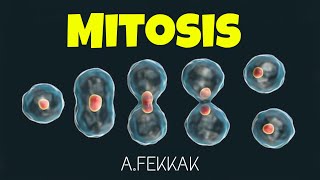 Mitosis 3D animation cell division  Mitose [upl. by Herrod990]