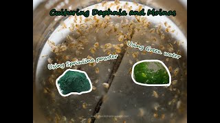 How To Culture Daphnia and Moinas using Green Water Spirulina powder [upl. by Kenn]