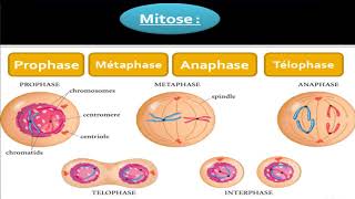 Biologie cellulaire  La Mitose [upl. by Mckale998]