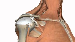 Shoulder Joint  Glenohumeral Joint  3D Anatomy Tutorial [upl. by Serra]