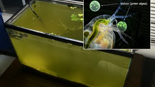 Raising Daphnia for the Freshwater Aquarium [upl. by Piane]