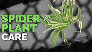 Spider Plant Care How To Grow Chlorophytum Comosum [upl. by Hardman505]