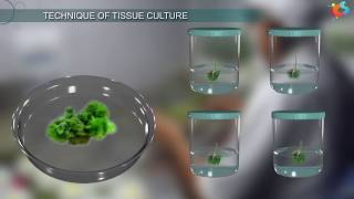 Tissue Culture [upl. by Adamski]