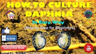 HOW TO CULTURE DAPHNIA In Easy Way [upl. by Adnoyek282]