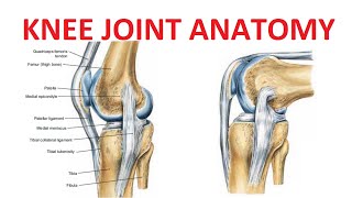 Knee Joint Anatomy [upl. by Nessa578]