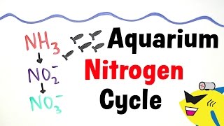 The Aquarium Nitrogen Cycle [upl. by Lebazi]